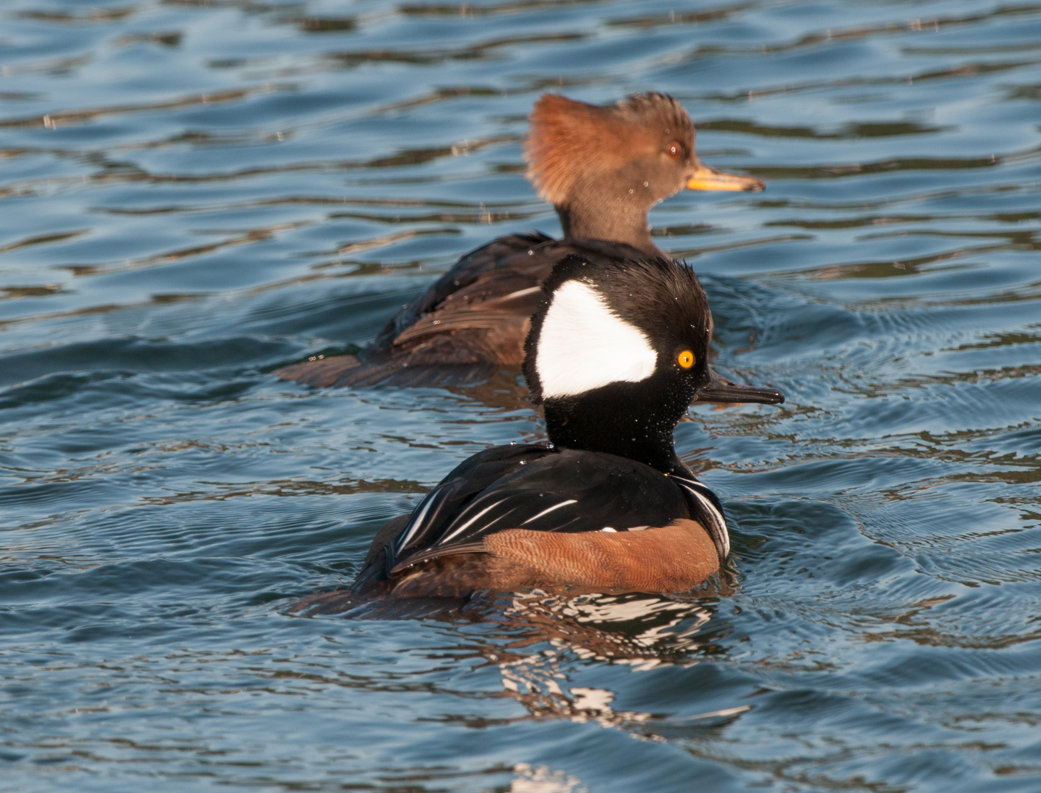 Hooded Mergansers Wings Over Skagit