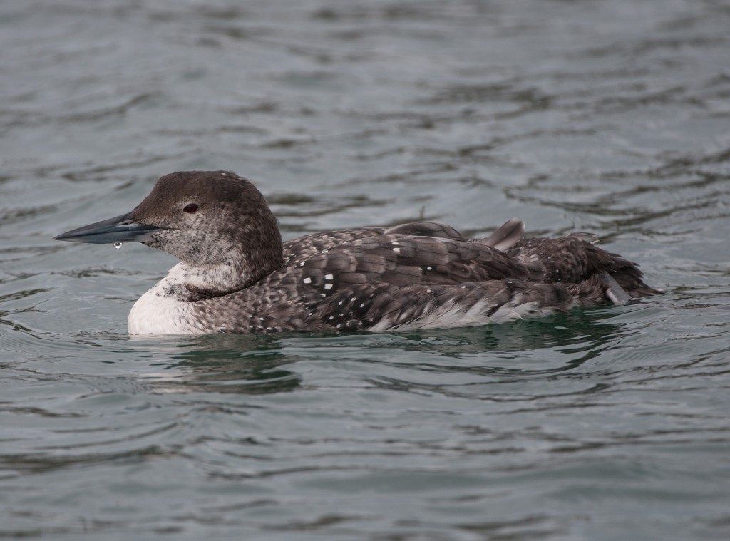 Loon, Common  20130301020_201303014untitled