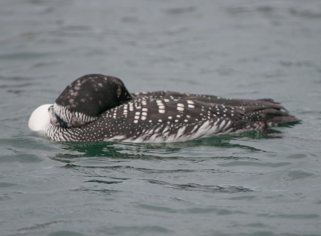 Loon, Common  20130301023_201303016untitled