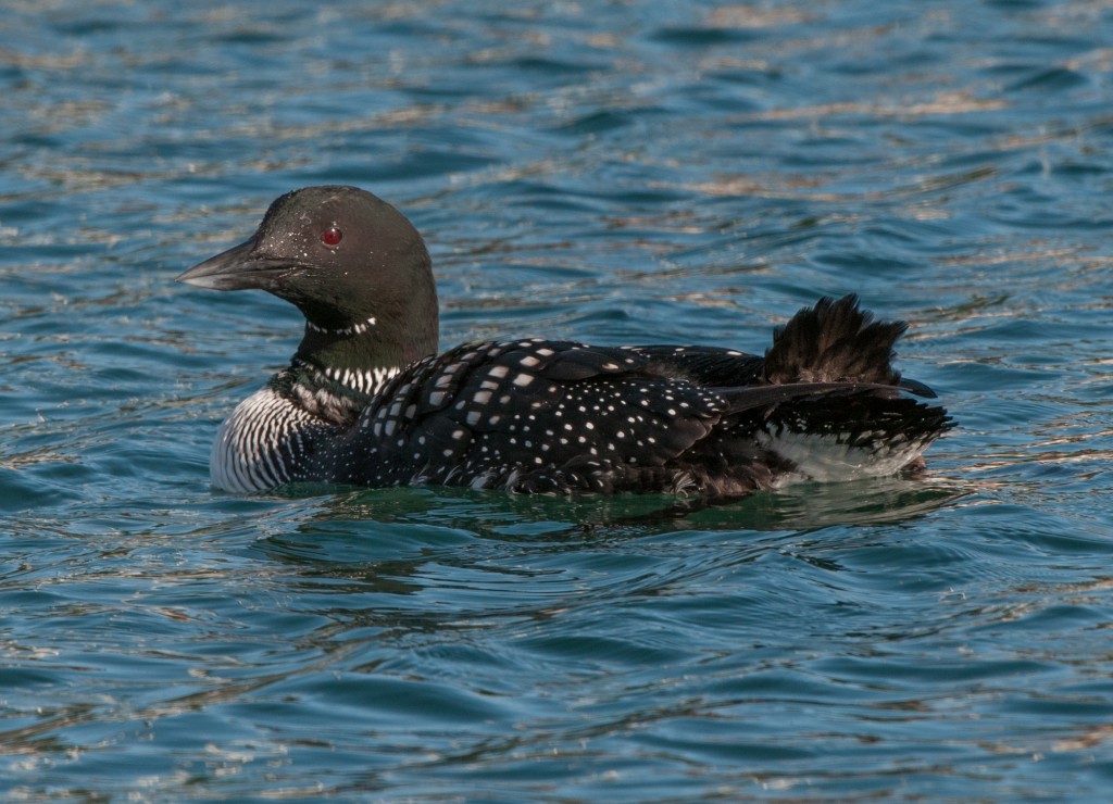 Loon, Common 20130303008_201303032untitled