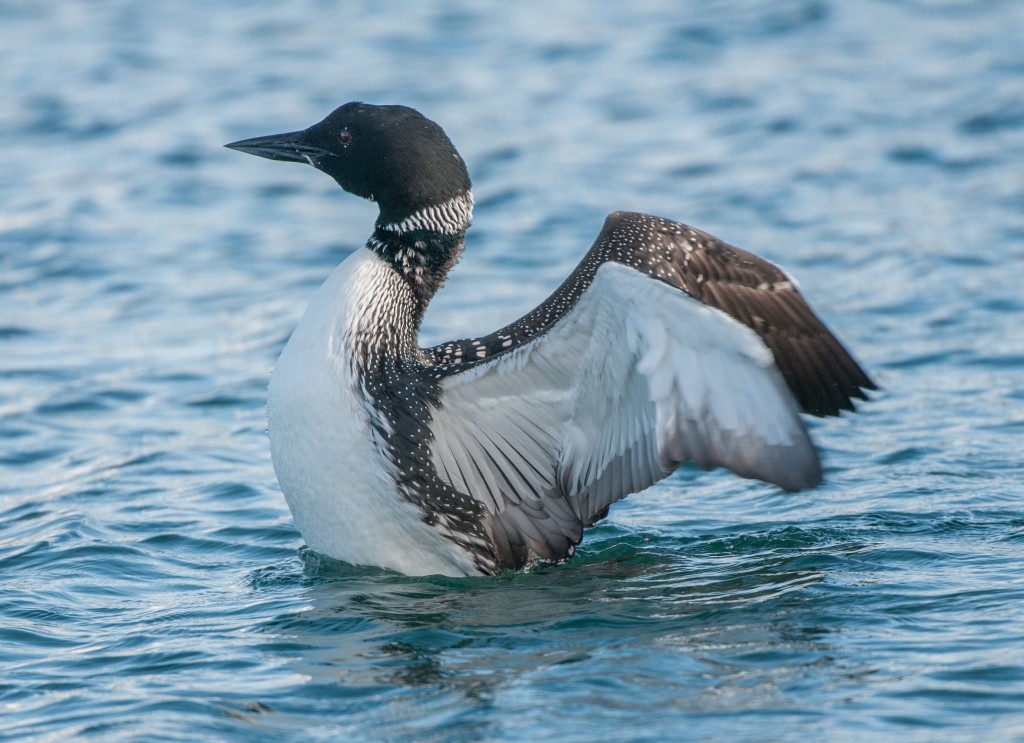 Loon, Common 20130303016_201303033untitled