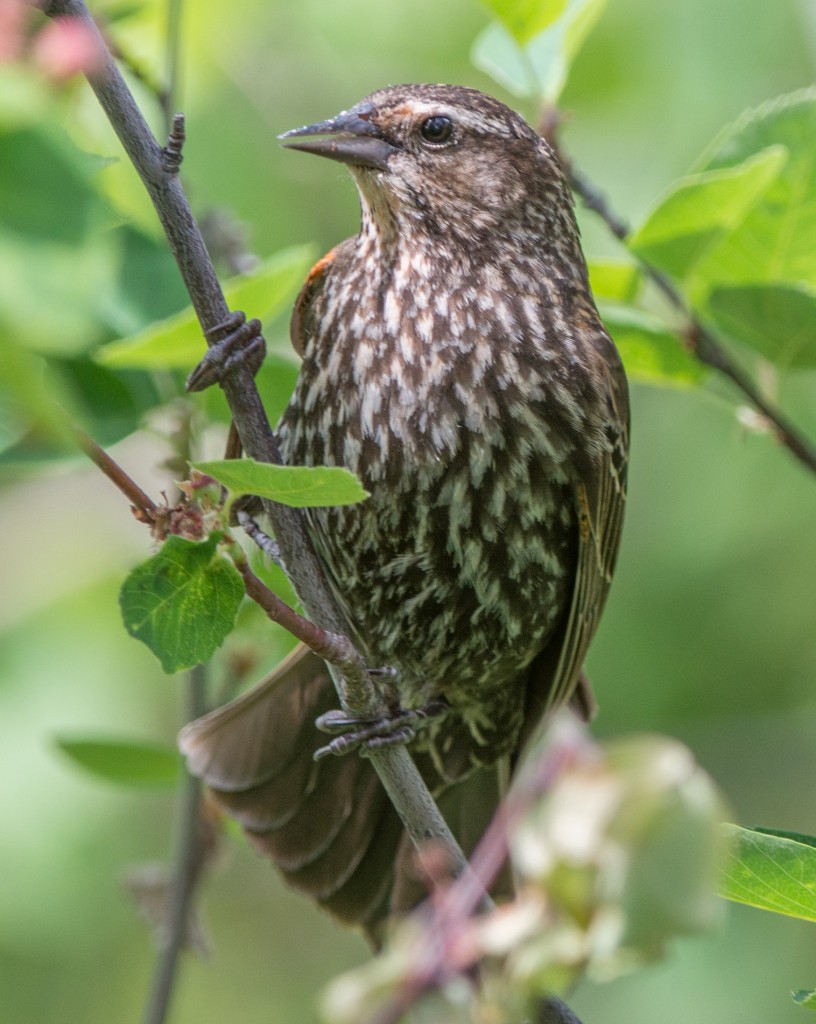 20130613-Blackbird, Red-winged   20130613 005_