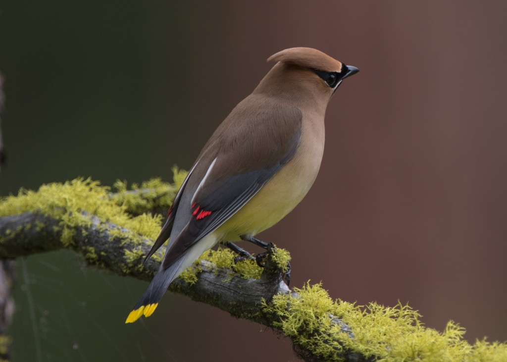 20130613-Waxwing, Cedar   20130613 006_