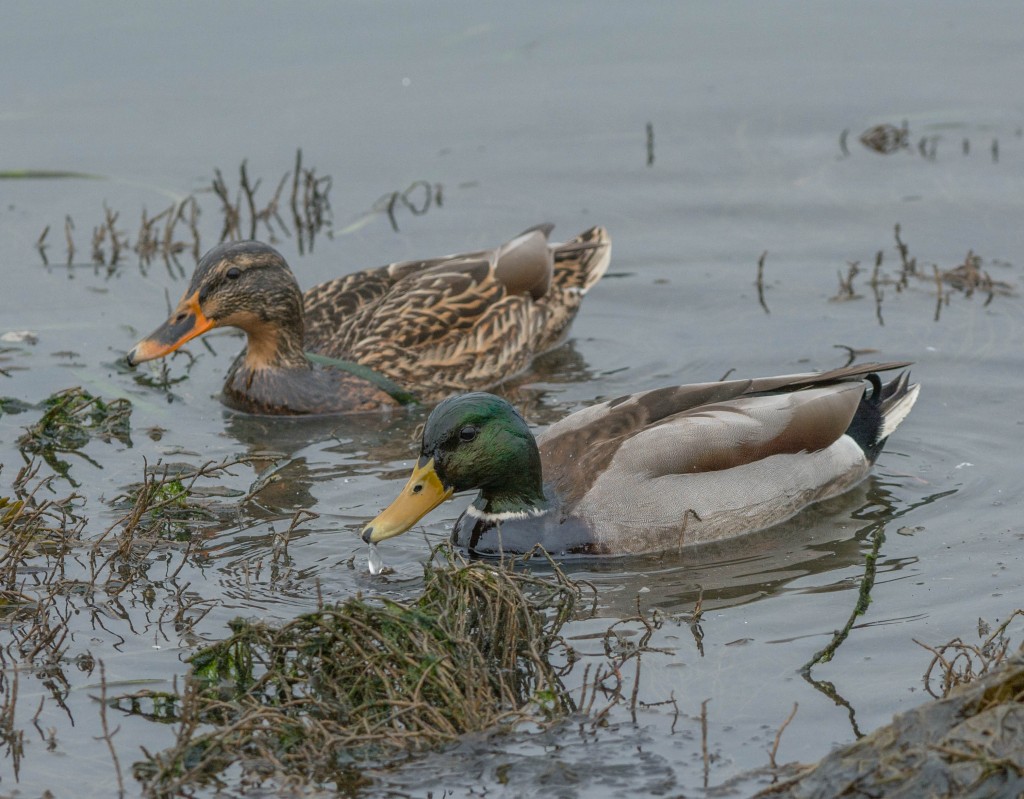 Pair of Mallards at Cap Sante Marina