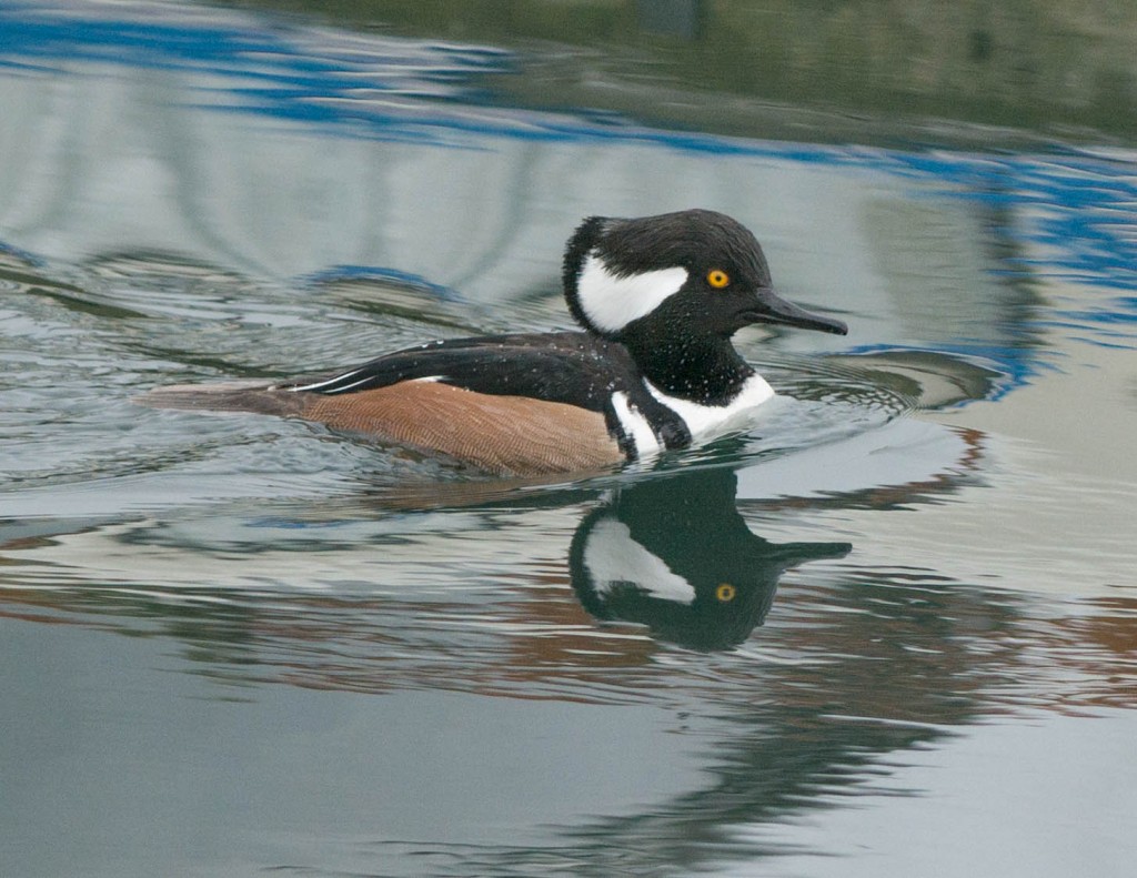 Male Hooded Merganser at Cap Sante Marina