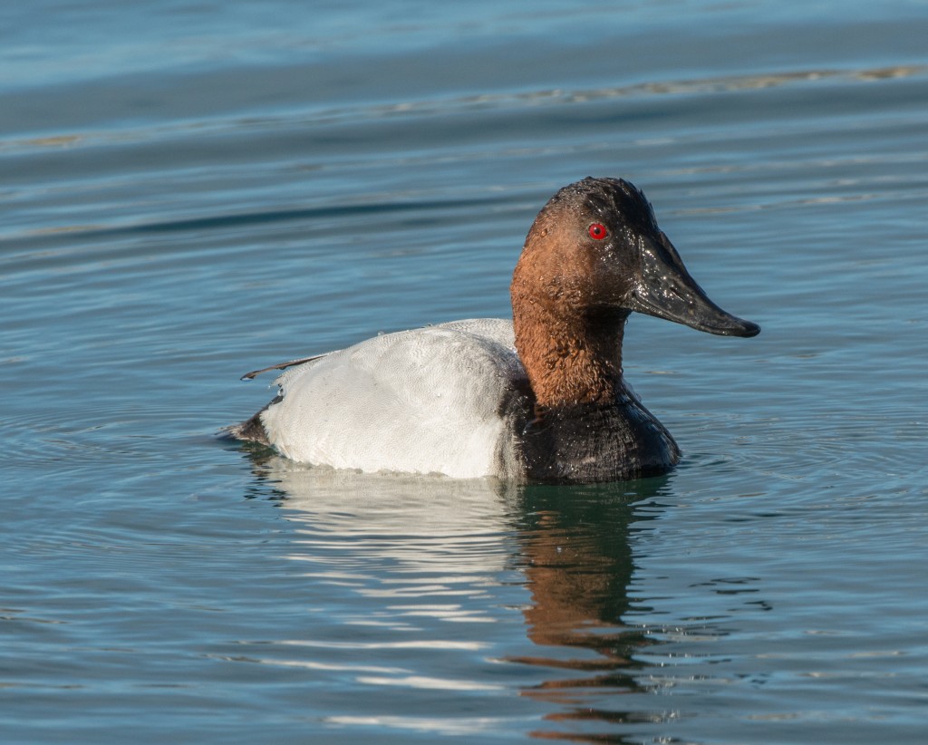 Canvasback  20140225-18