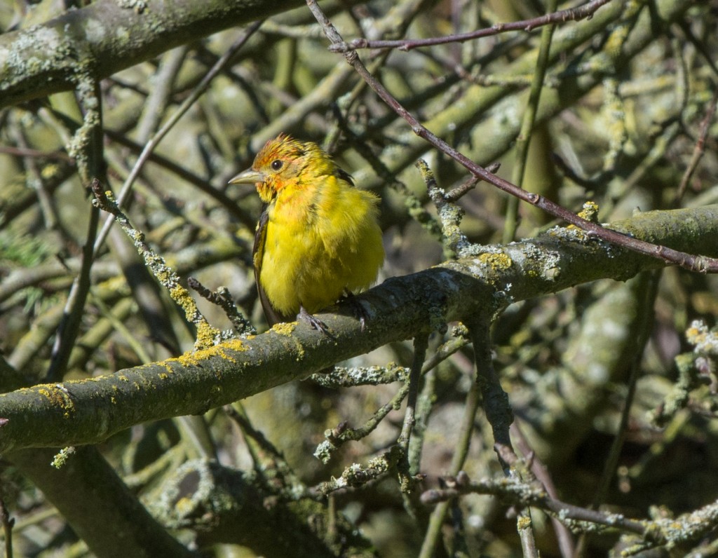 Tanager, Western  20140225-04