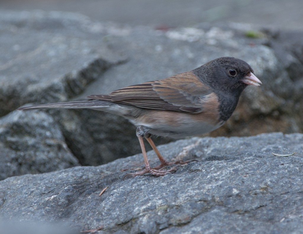 Junco, Dark-eyed - Oregon  20140307-04