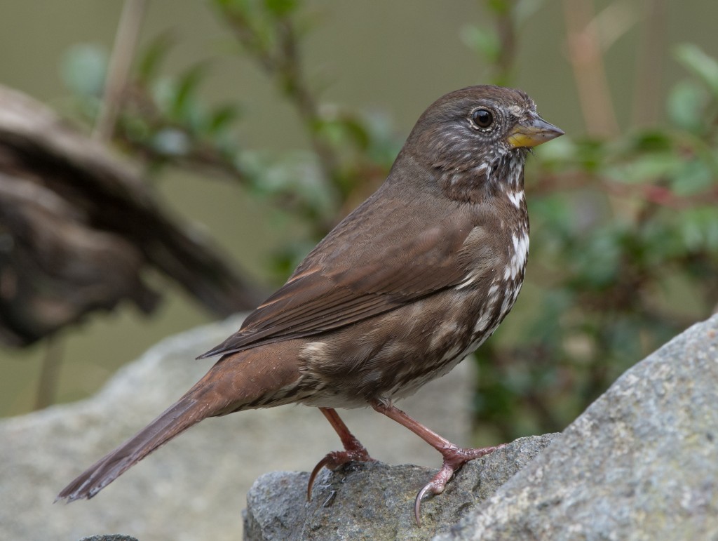 Sparrow, Fox  20140307-10