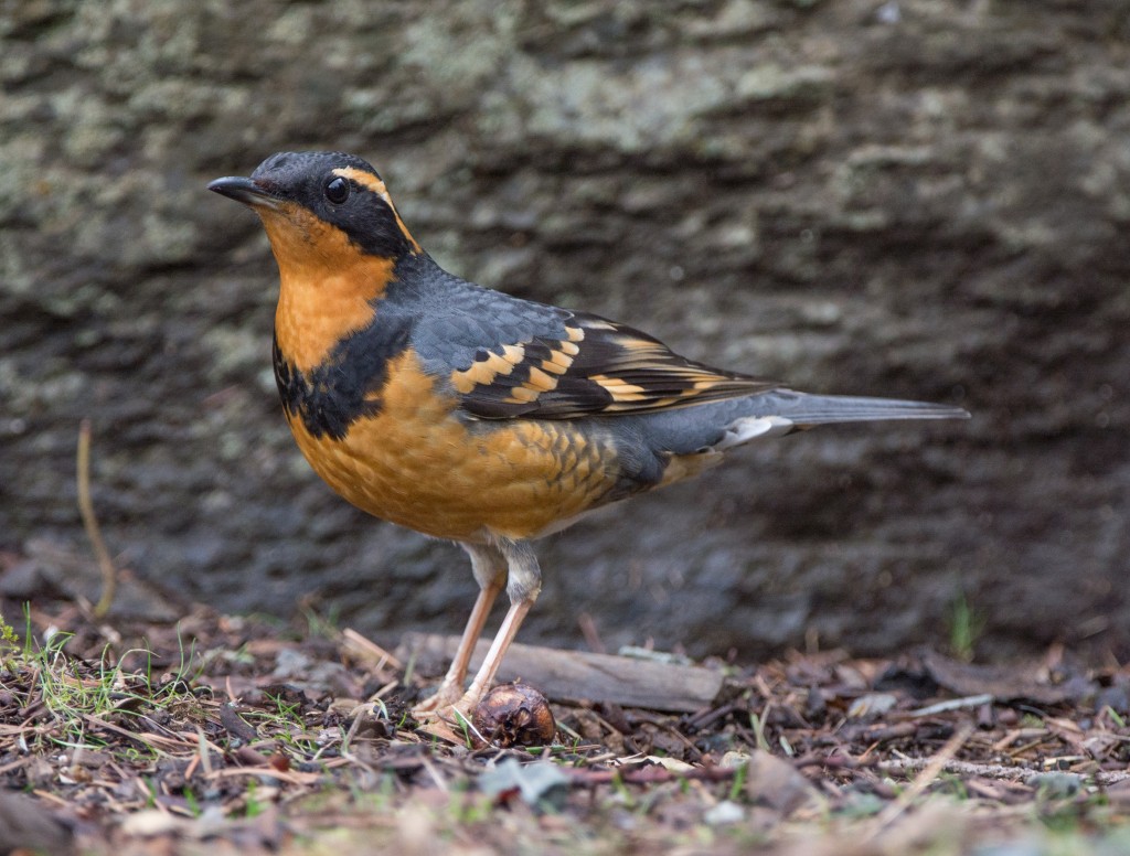 Thrush, Varied  20140303-06