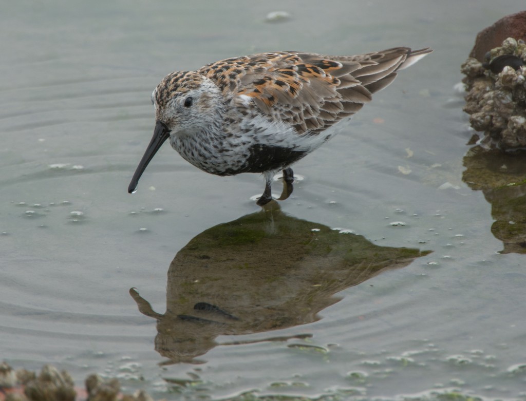 Dunlin  20140421-27