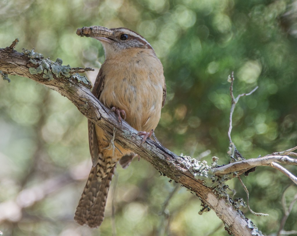 Wren, Carolina  20140428-10