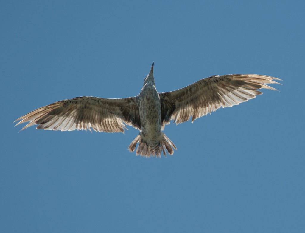 Gull, Mew  20140803 - 08