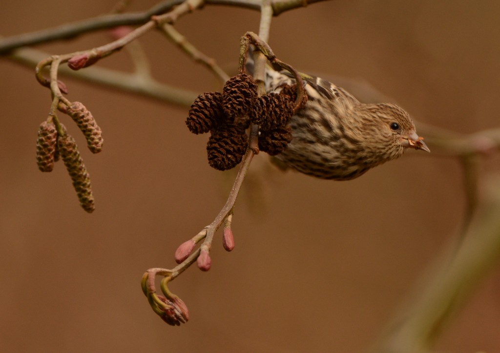 Siskin, Pine 20150131-16