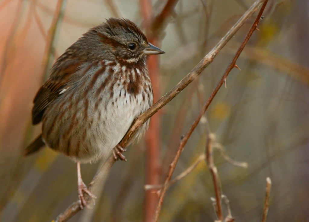 Sparrow, Song 20150129-02