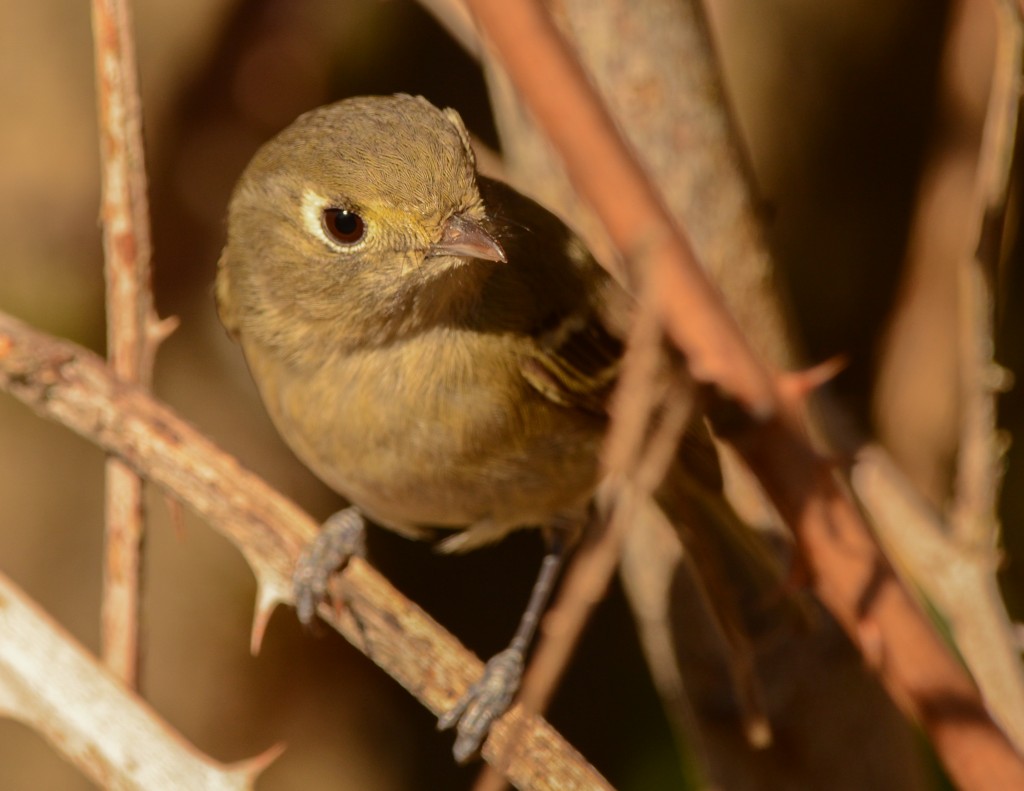 Kinglet, Ruby-crowned 20150228-08