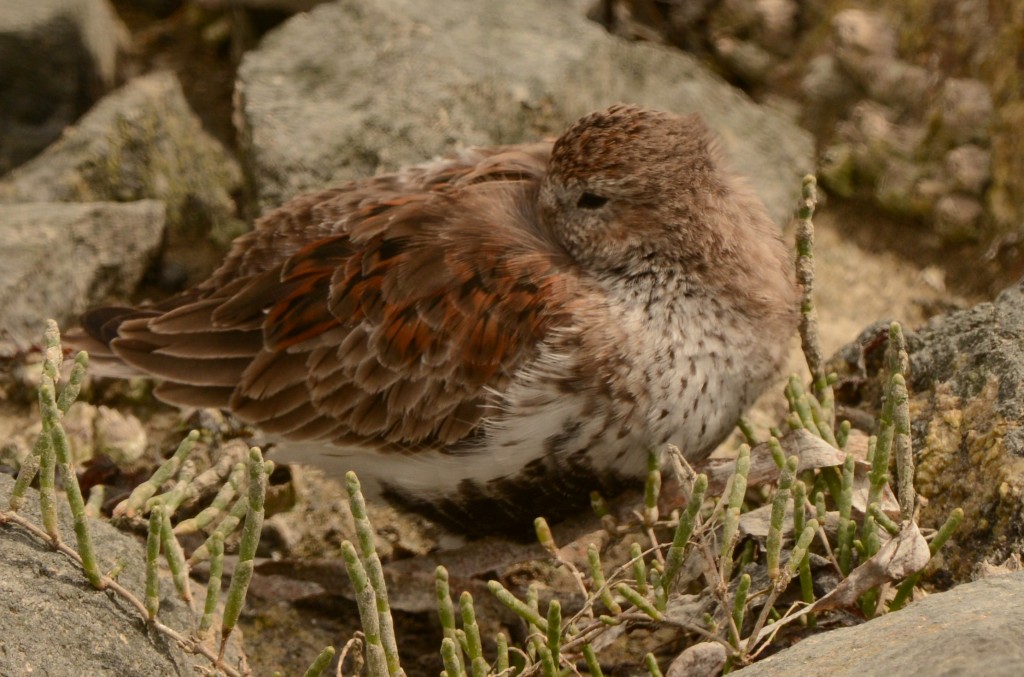 Dunlin 20150414-02