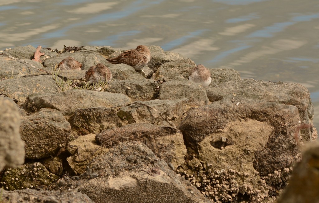 Dunlin 20150414-05