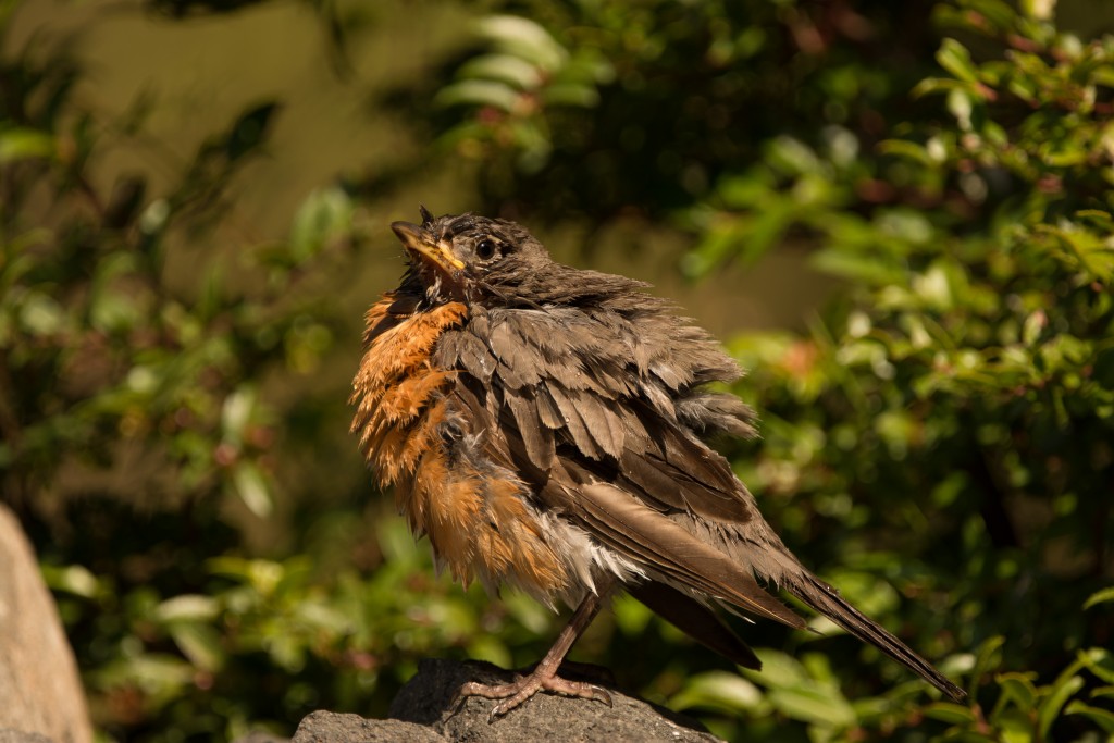 Robin, American 20150802-08