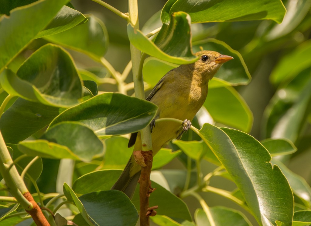 Tanager, Western 20150802-02