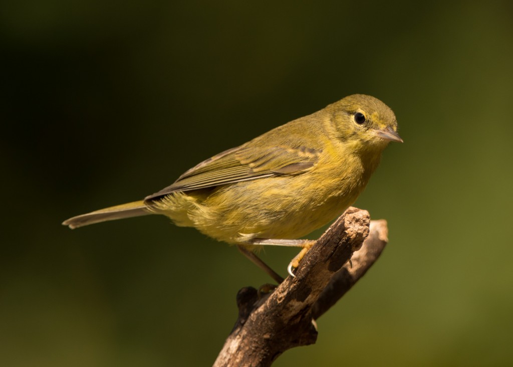 Warlber, Orange-crowned 20150802-03