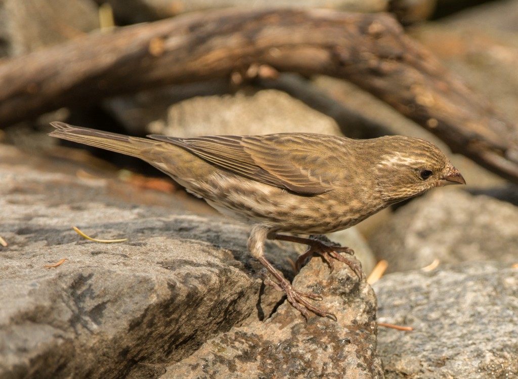 Finch, Purple 20151009-02