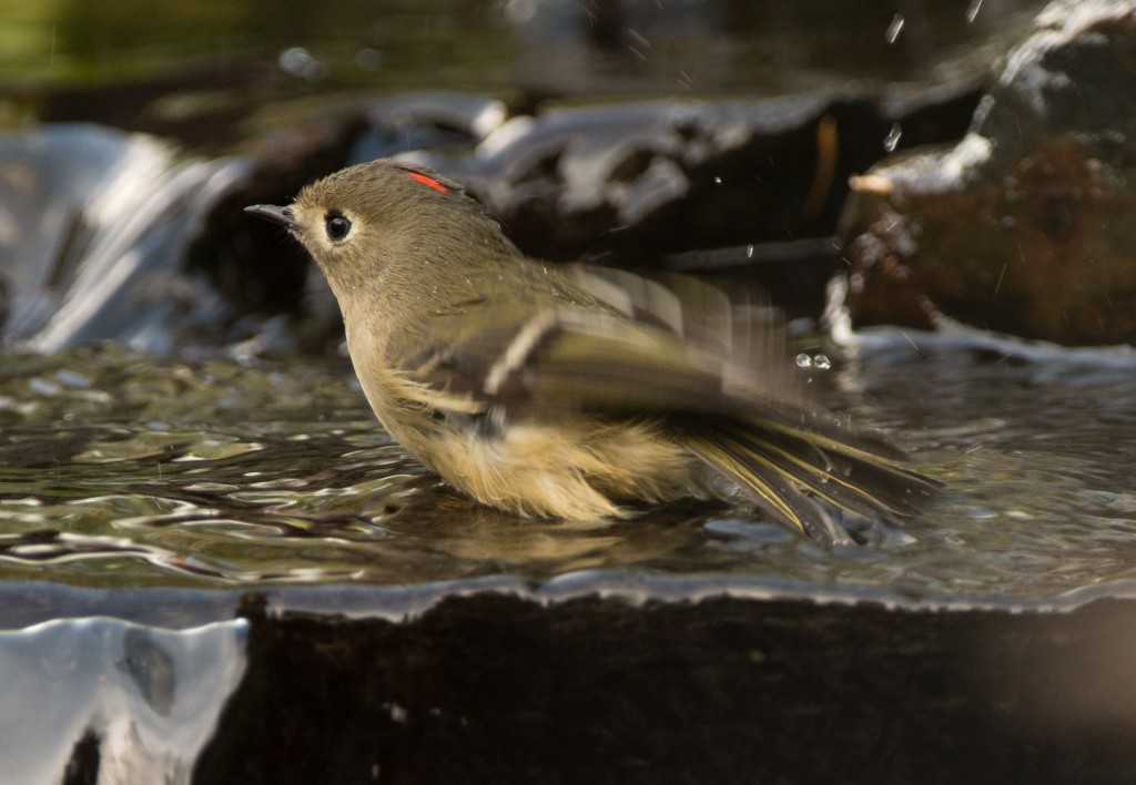 Kinglet, Ruby-crowned 20151009-05