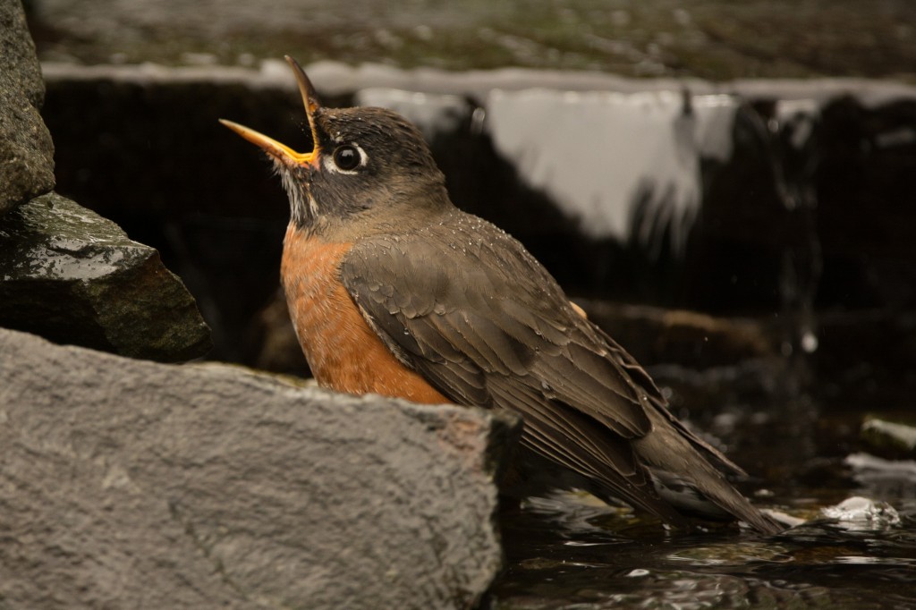 Robin, American 20151002-07