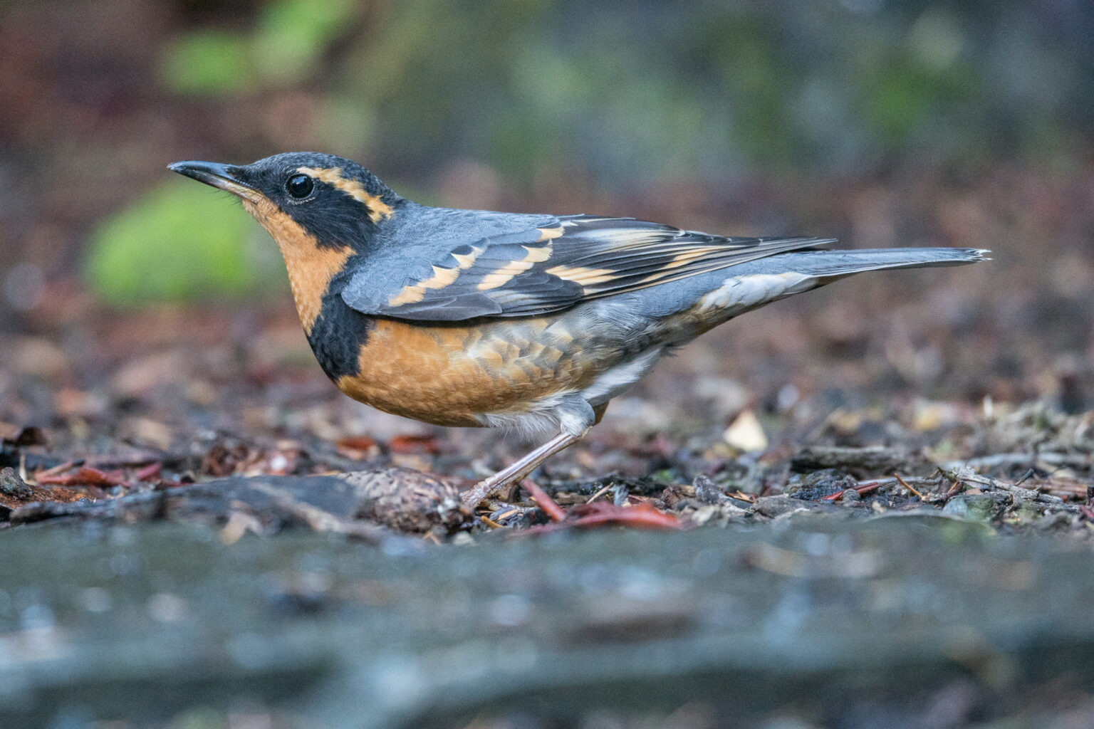 Posts Wings Over Skagit Photos And Observations Of Birds Of The