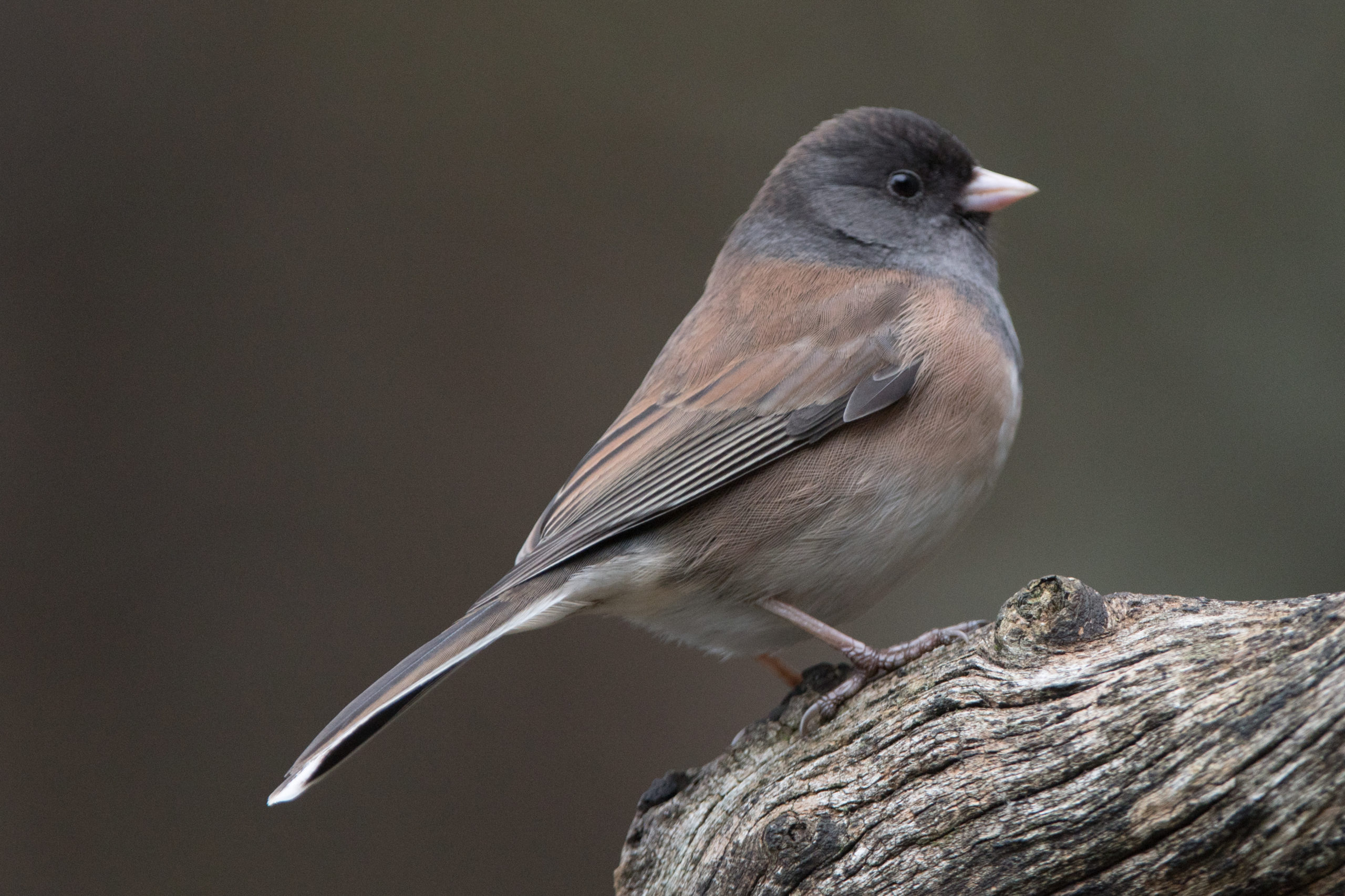 Winter Yard Birds 