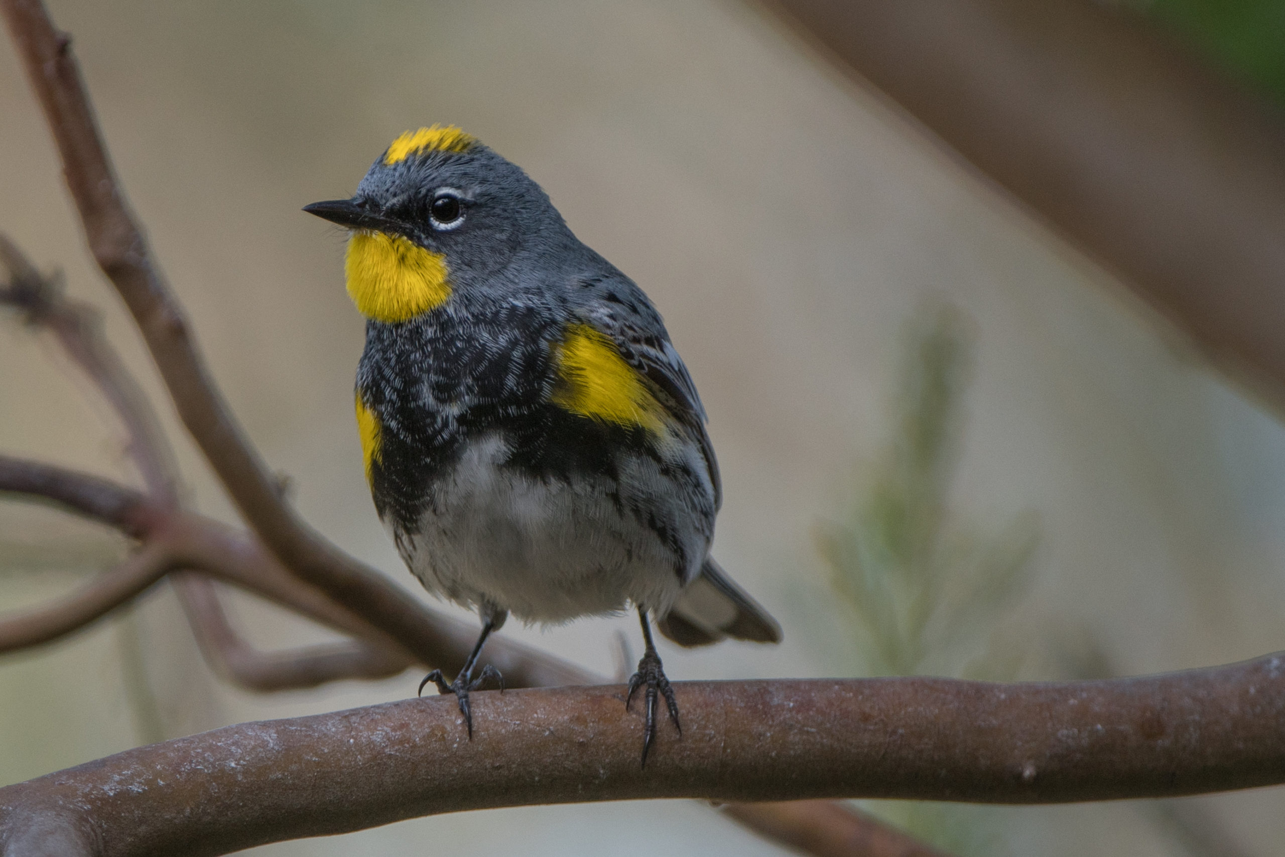 A Photographable Warbler Wings Over Skagit